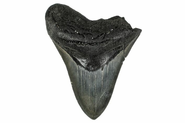 Bargain, Fossil Megalodon Tooth - Georgia #338826